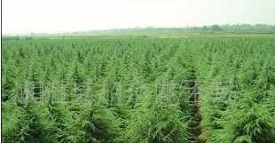 各種規格雪松苗木價格_各種規格雪松苗木廠家_世界工廠網產品信息庫