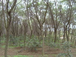 金合歡苗木 浙江海寧市長春綠化苗木調劑中心的優選之材