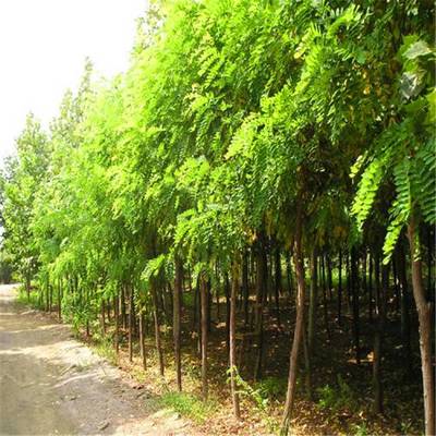 優質刺槐、香花槐與龍爪槐樹苗 基地直銷，規格齊全，助力綠化建設