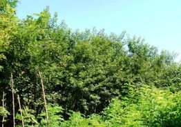 河南省洛陽市洛寧縣東林苗木產品展示