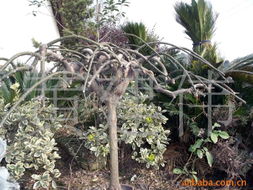 黃建偉綠化苗木產品列表 精選優質苗木，打造綠色生態家園