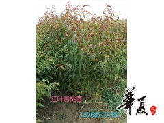 精品紅葉碧桃苗熱銷中，鄢陵花都苗木基地為您提供專業苗木供應服務
