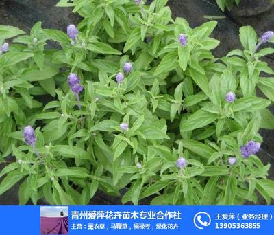 愛萍花卉苗木 專注新疆鼠尾草苗木的優質生產廠家