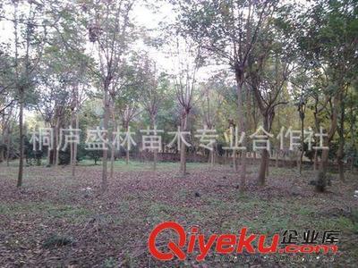 廠家直供 優質欒樹——桐廬盛林苗木專業合作社環保綠化喬木精選